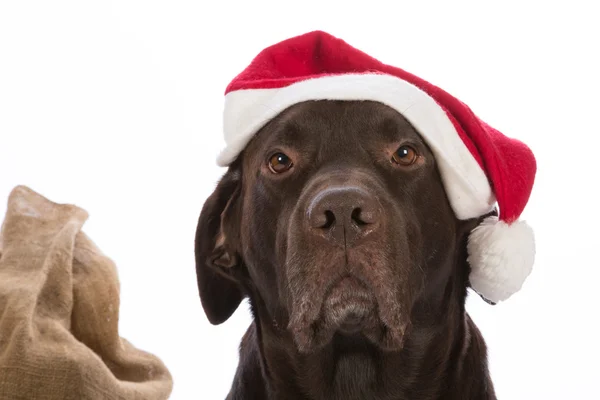 Hund som jultomten med röd hatt Royaltyfria Stockbilder