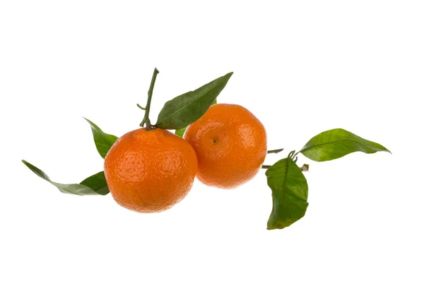 Clementine di agrumi Immagini Stock Royalty Free