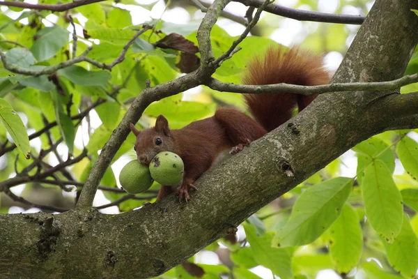 Eichhörnchen mit zwei Walnüssen Stockbild