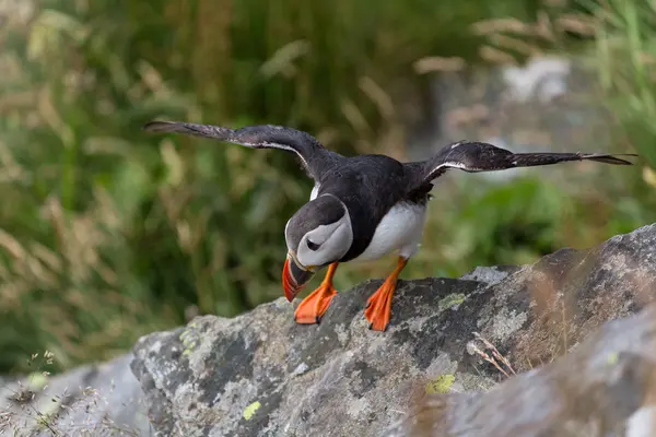 bir kayanın üzerinde martı