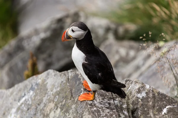 Puffin on a rock — Stock Photo, Image