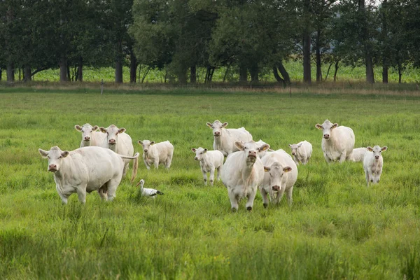 Koeien en een ooievaar — Stockfoto