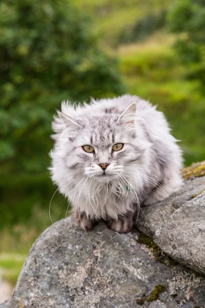 岩石上的猫 免版税图库图片