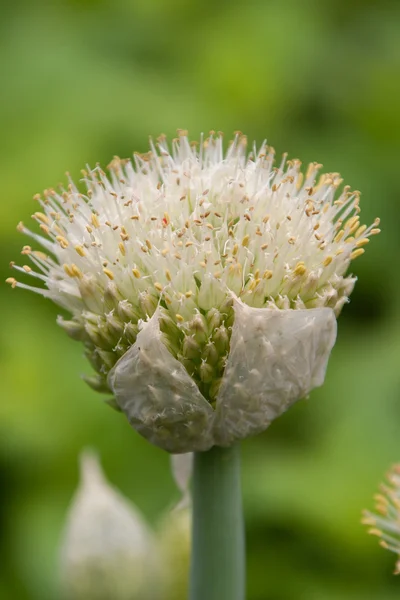 Kwiat cebula — Zdjęcie stockowe
