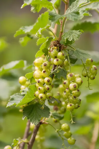 yeşil kuş üzümü