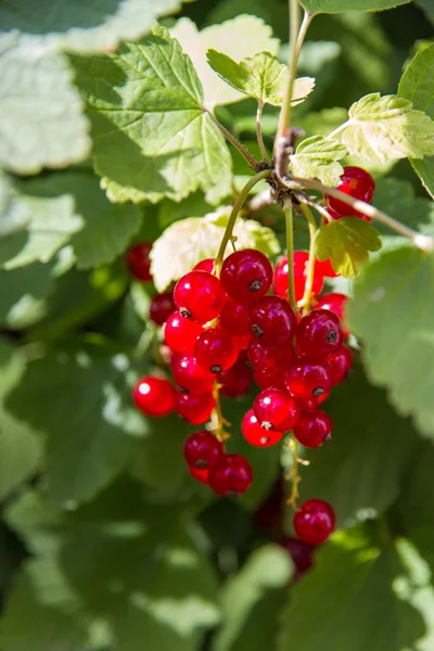 Kırmızı kuş üzümü