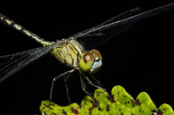 Dragonfly — Stock Photo, Image