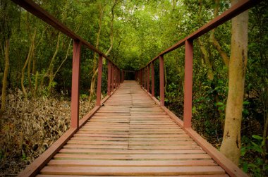 Doğa için köprü