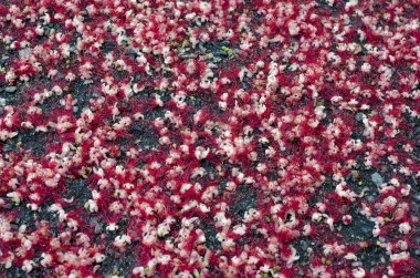 yol üzerinde kırmızı çiçek