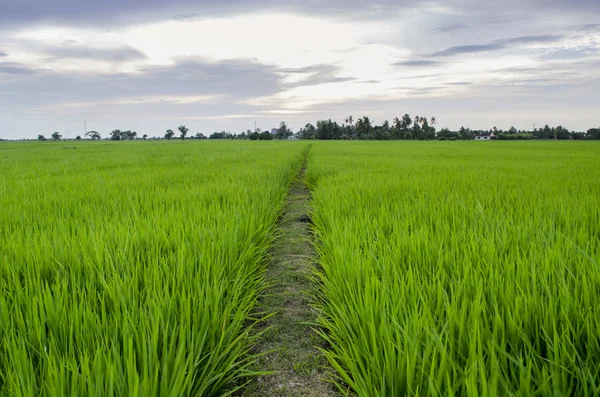 günbatımı Paddyfield görünüm