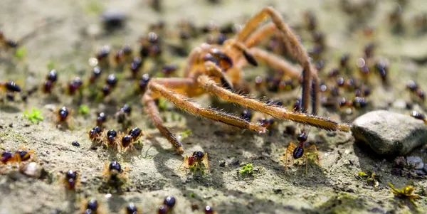 Aranha e térmitas — Fotografia de Stock