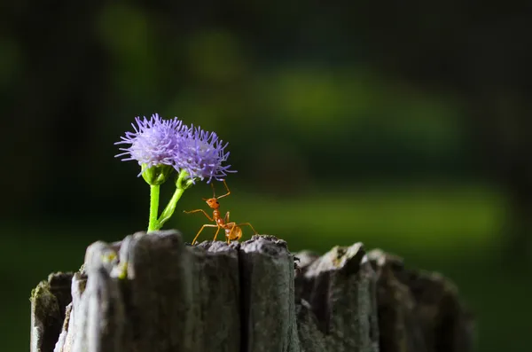 Hormiga tejedora con flor — Foto de Stock