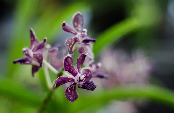 Orchidée colorée — Photo