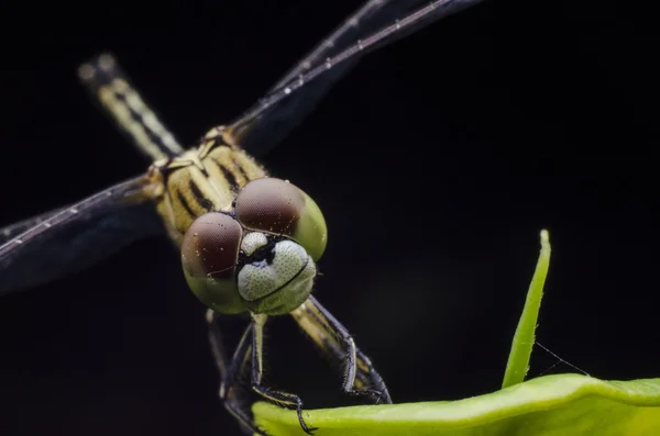 Dragonfly Closed Up — Stock Photo, Image