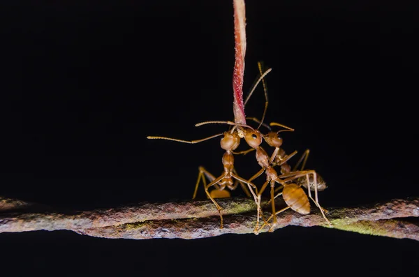 Formiga tecelã com flor — Fotografia de Stock