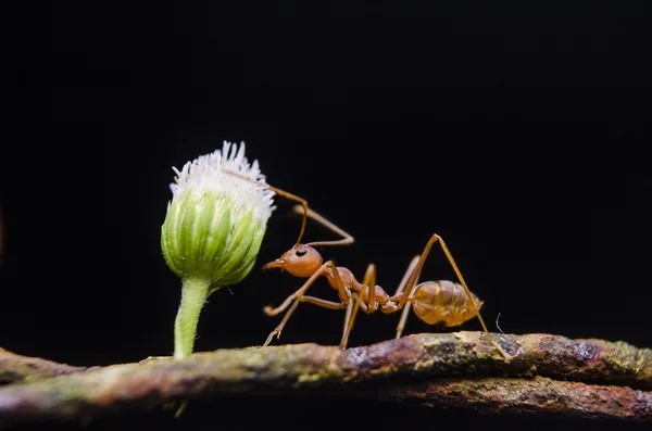 Weaver karınca çiçek — Stok fotoğraf