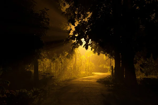 Gelber Lichtstrahl aus dem Wald formte eine schöne Landschaft lizenzfreie Stockfotos