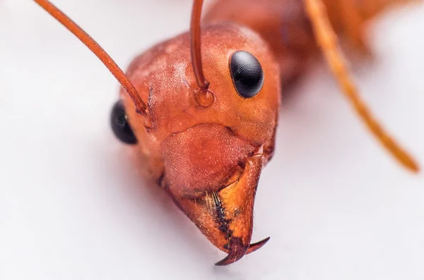 Cerrado de cara de hormiga — Foto de Stock