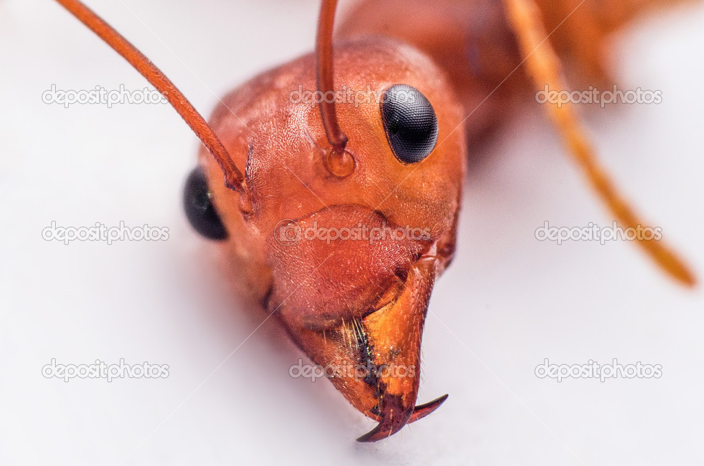 karınca yüzü kapalı — Stok Foto © khai9000 39889391