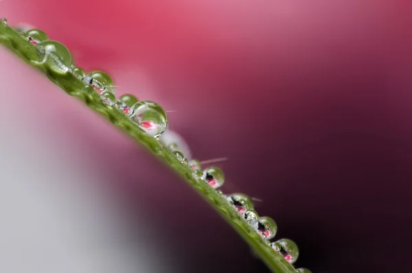 Tautropfen — Stockfoto