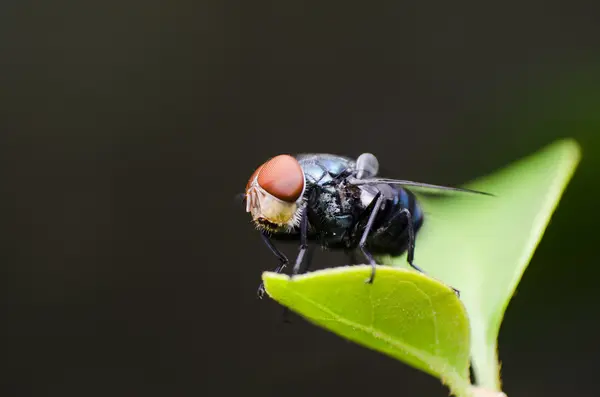 Closed Up of Fly — Stock Photo, Image