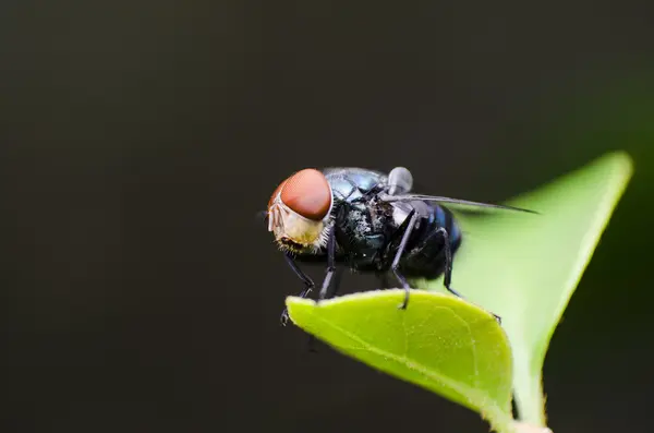 Fechado da mosca — Fotografia de Stock