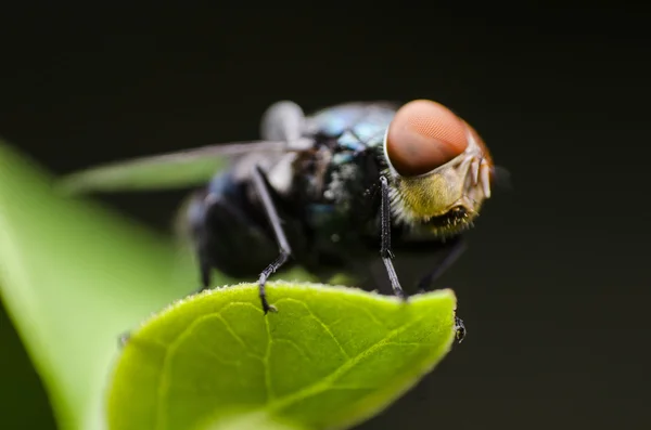 Fechado da mosca — Fotografia de Stock