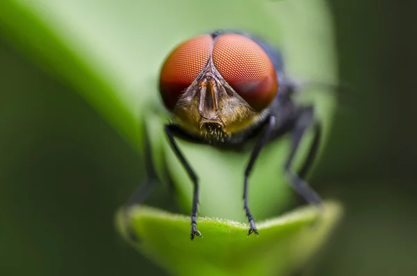 Fechado da mosca — Fotografia de Stock