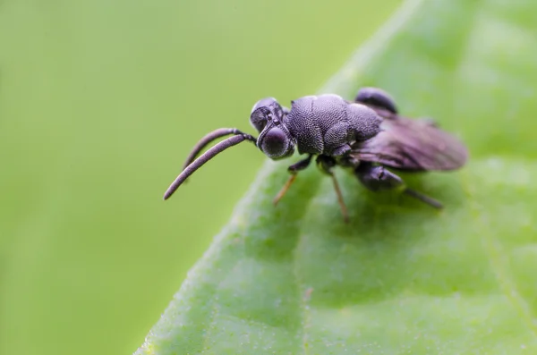 Insect Over Leaves — Stock Photo, Image