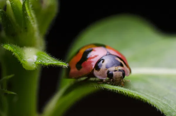 สีแดงและสีดําของ ladybug — ภาพถ่ายสต็อก