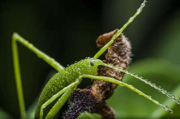 Planthopper con rocío — Foto de Stock
