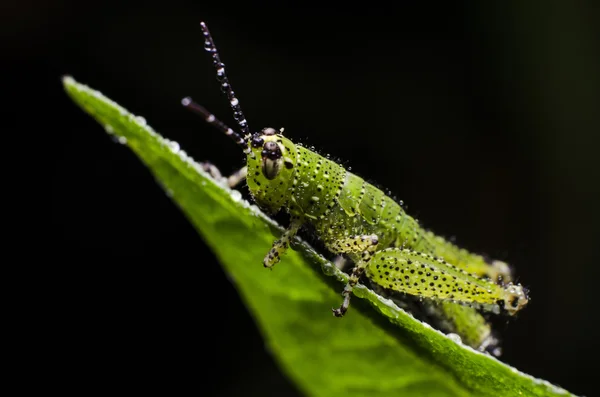 Planthopper con rocío — Foto de Stock