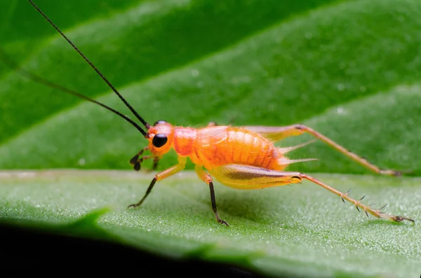 Insecto sobre hojas — Foto de Stock