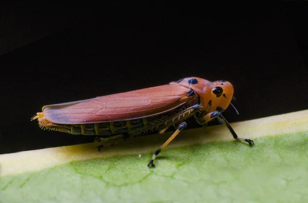 Planthopper rojo — Foto de Stock