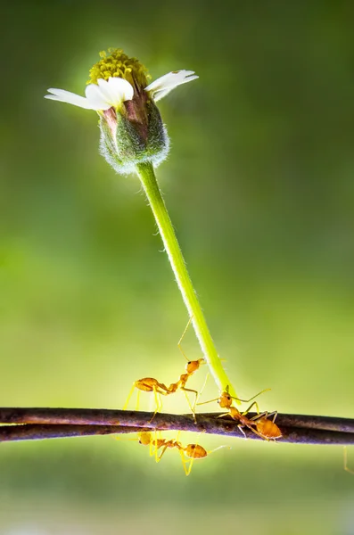 Formiga tecelã com flor — Fotografia de Stock