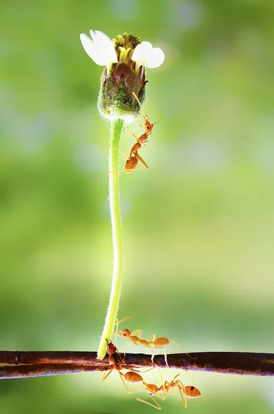 Formiga tecelã com flor — Fotografia de Stock