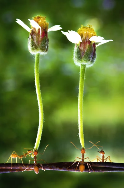 Formiga tecelã com flor — Fotografia de Stock