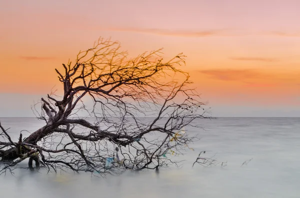 gün batımı ve ağaç siluet