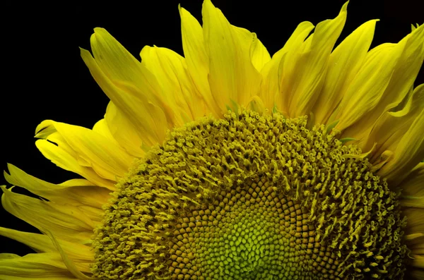 Ayçiçeği kapandı