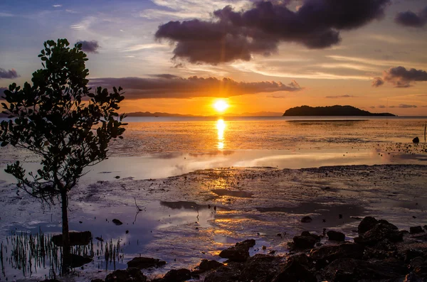 gün batımı ve ağaç siluet