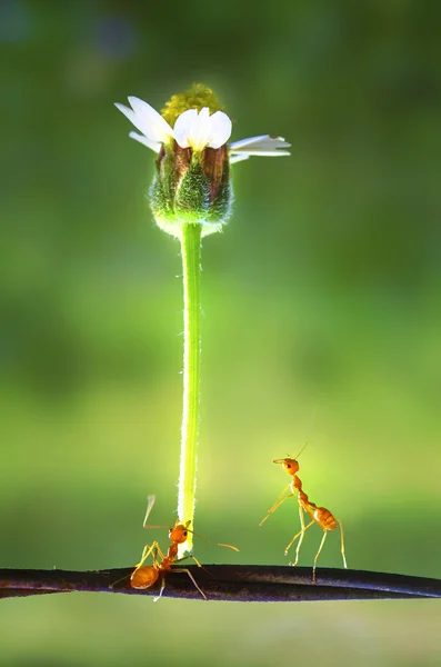 织叶蚁与花 免版税图库图片
