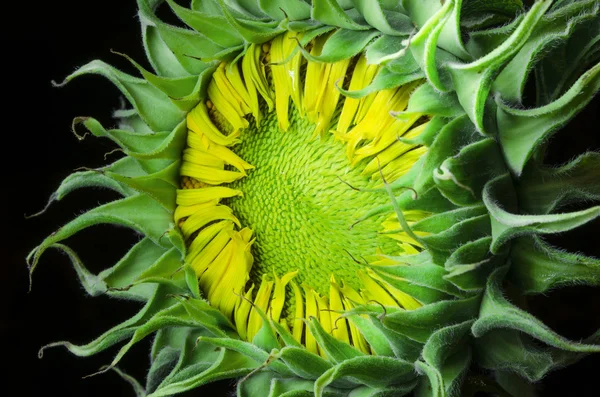 Sonnenblume geschlossen Stockfoto