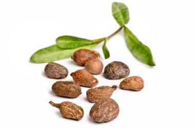 Beyaz Shea fındık