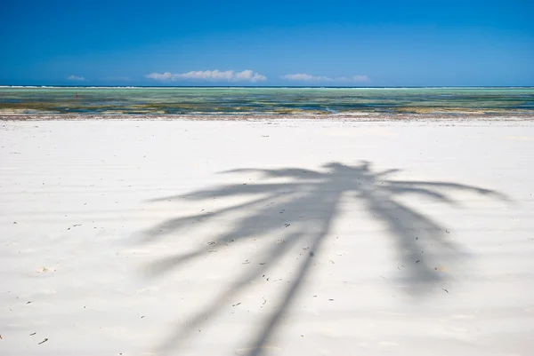 Ombra di palme sulla spiaggia — Foto Stock