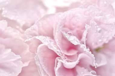 su damlacığı pembe yaprakları üzerinde