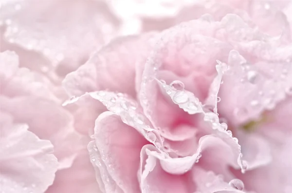 Gotita de agua sobre pétalos rosados — Foto de Stock