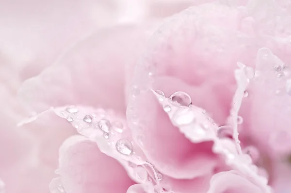 Droplets on pink flower — Stock Photo, Image