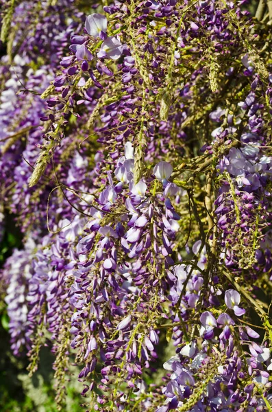 Wisteria blooming — Stock Photo, Image
