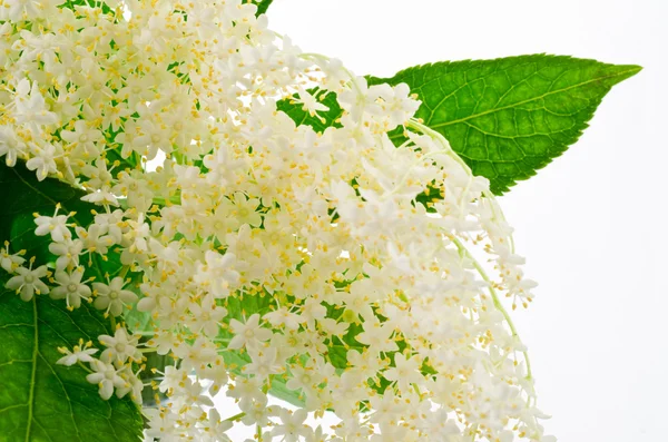 Elder flowwer on white — Stock Photo, Image