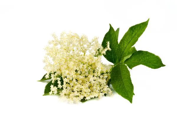 Elderberry λουλούδι σε λευκό Εικόνα Αρχείου